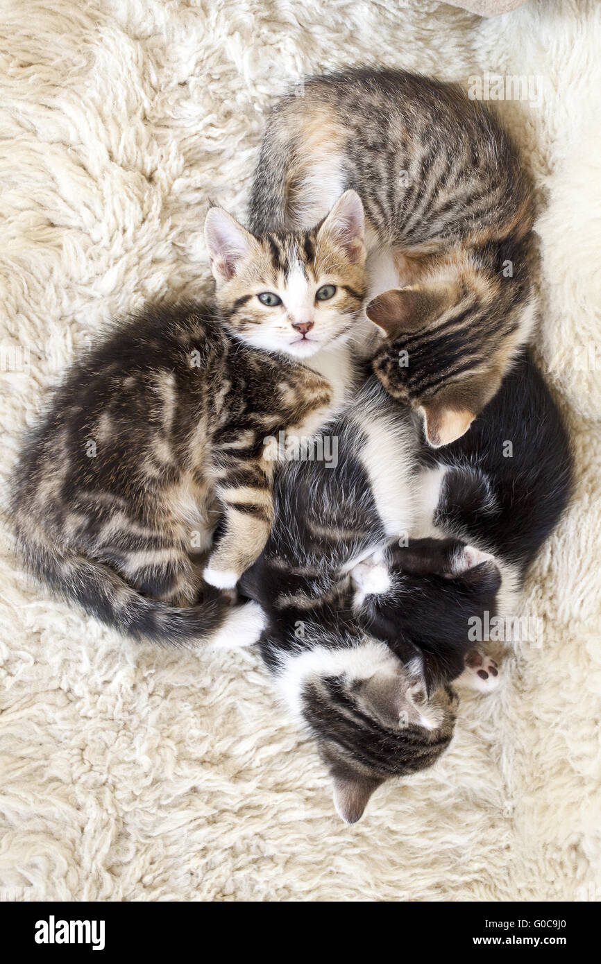 vier müde Kätzchen kuscheln Stockfoto