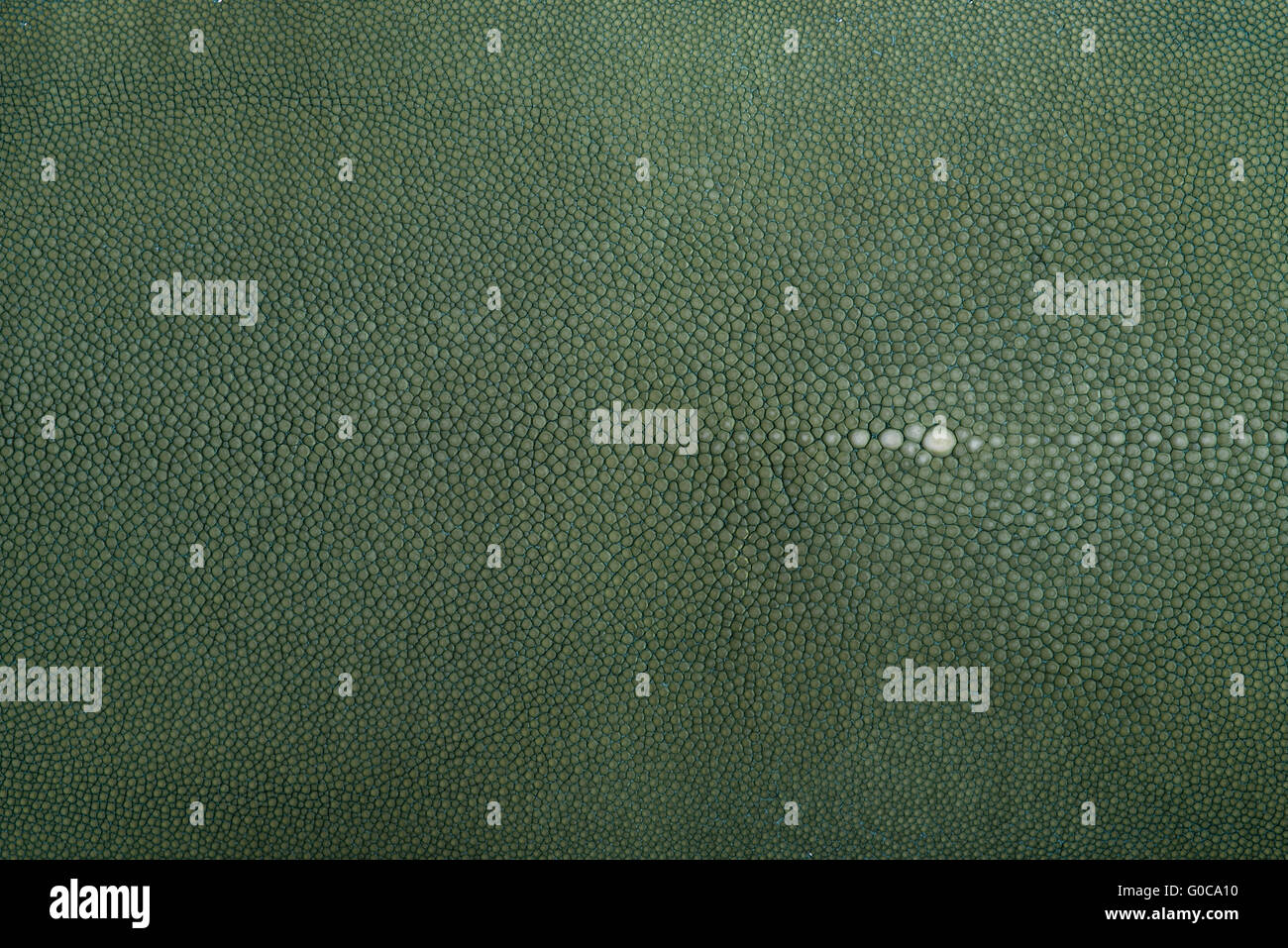 Stingray exotische Fische Leder, verstecken, in grüner Farbe Haut Stockfoto