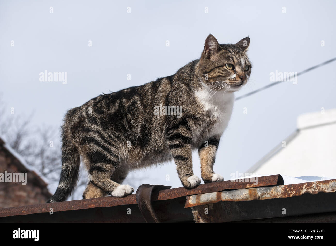 Straße Katze auf Dach in klaren Wintertag Stockfoto Straße Katze auf Dach in klaren Wintertag Stockfoto