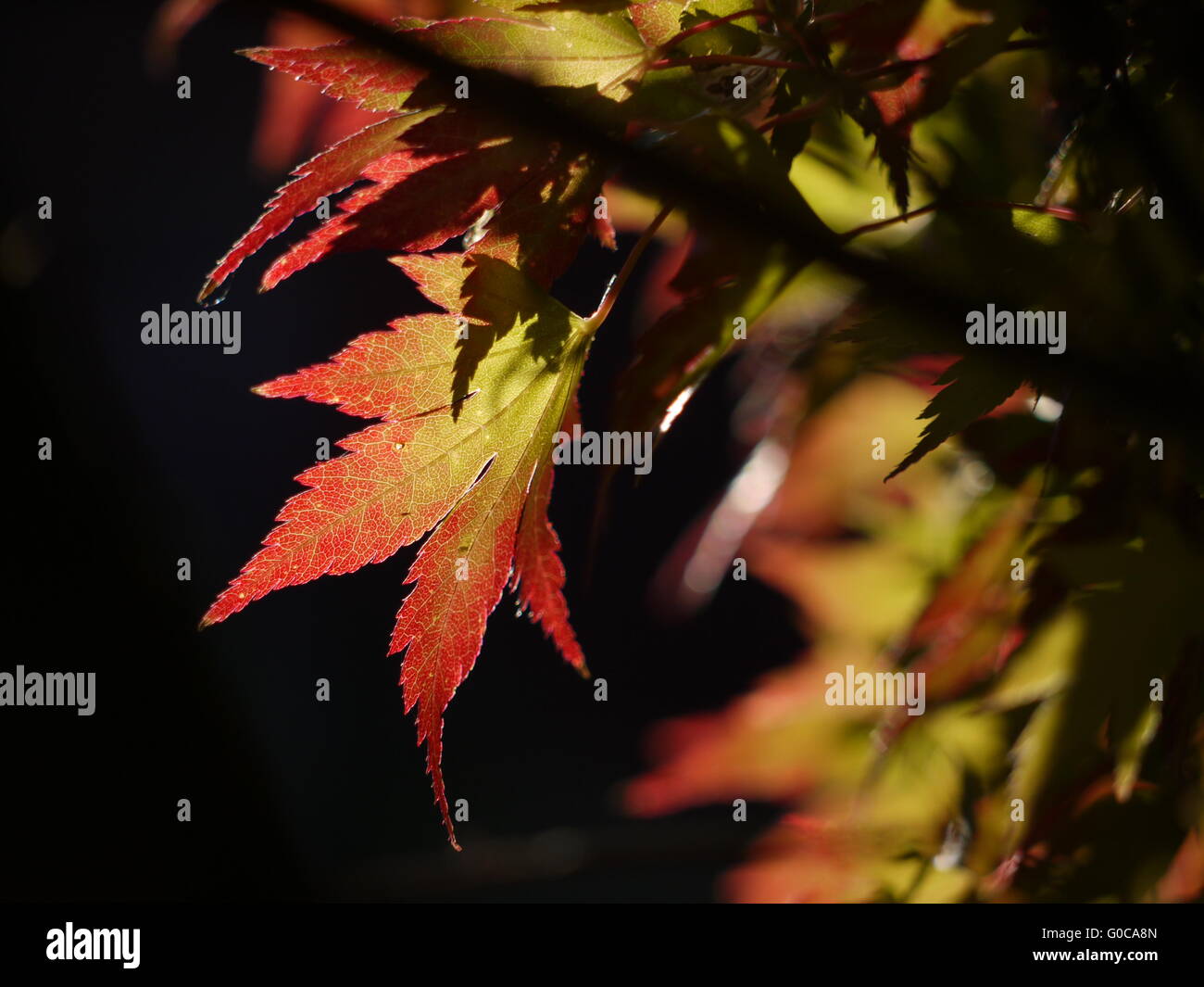 Japanischer Ahorn Stockfoto