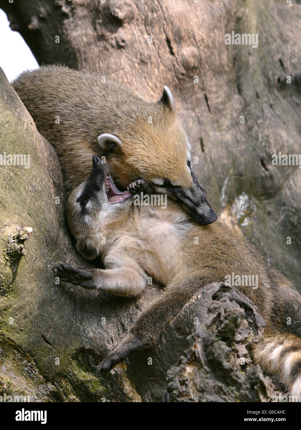 Zwei südamerikanischen Nasenbären oder Ring-tailed Nasenbär (Nasua Nasua) spielen im Baum öffnen Mund Stockfoto