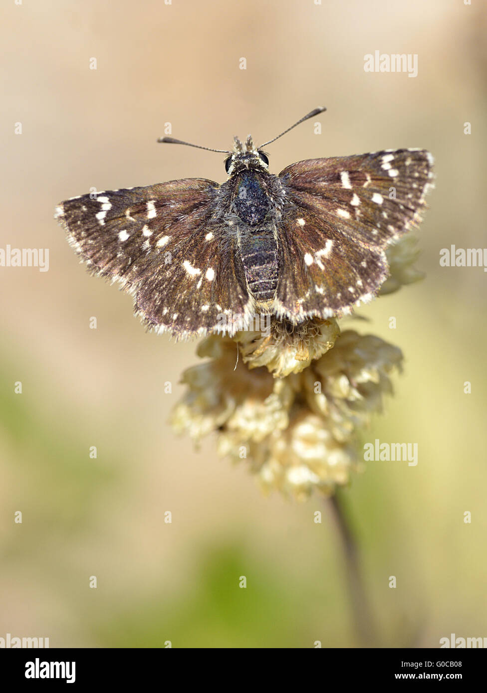 Makro Pyrgus Schmetterling auf Pflanze und von oben gesehen Stockfoto