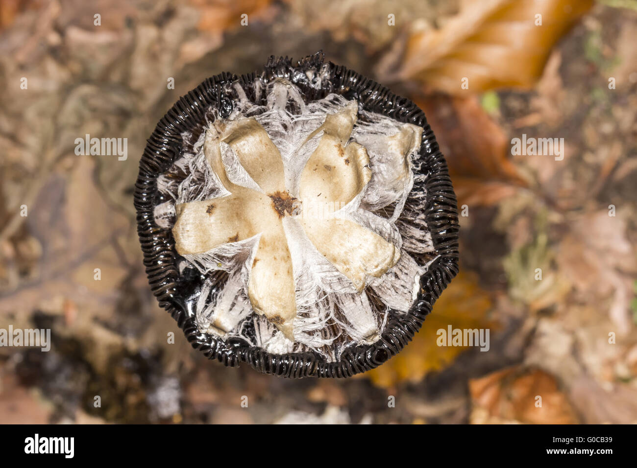 Shaggy Tinte Kappe oder Shaggy Mähne Pilz, Deutschland Stockfoto