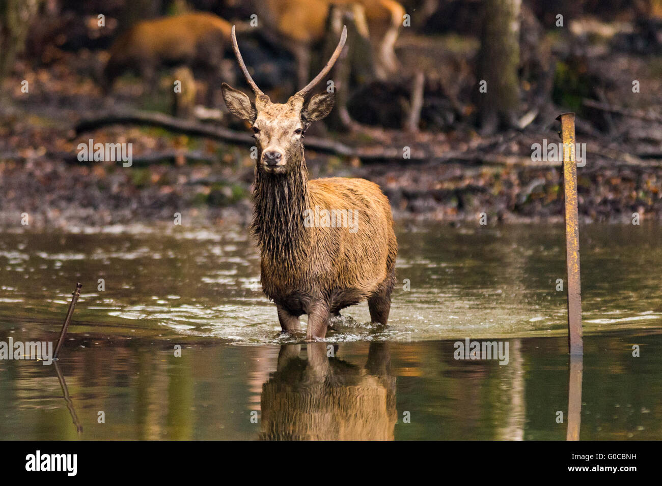 Rothirsch (Cervus Elaphus), Richmond Park, London Borough of Richmond nach Themse, England, Vereinigtes Königreich Stockfoto