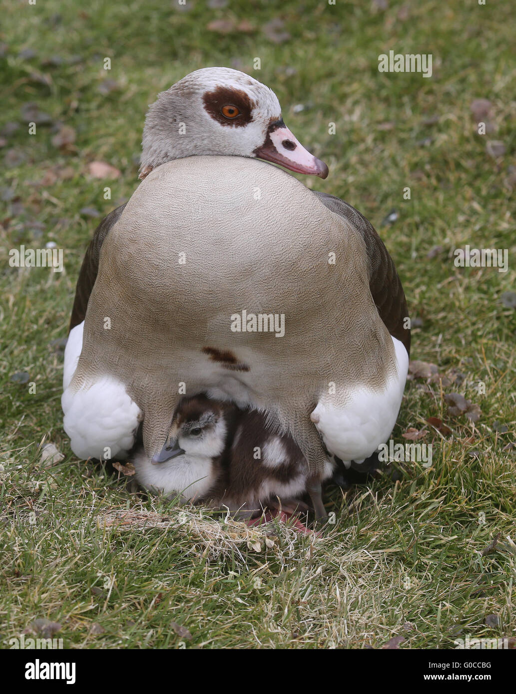 Nilgans 4 Stockfoto