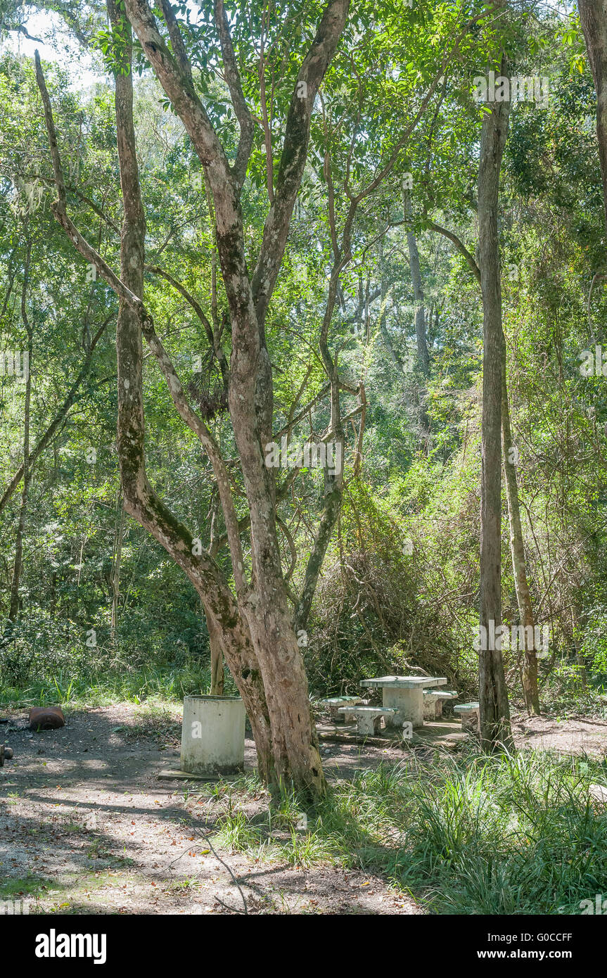 Schattigen am Straßenrand Picknickplatz im Tsitsikama Wald am unteren Rand der Grootrivier-Pass Stockfoto