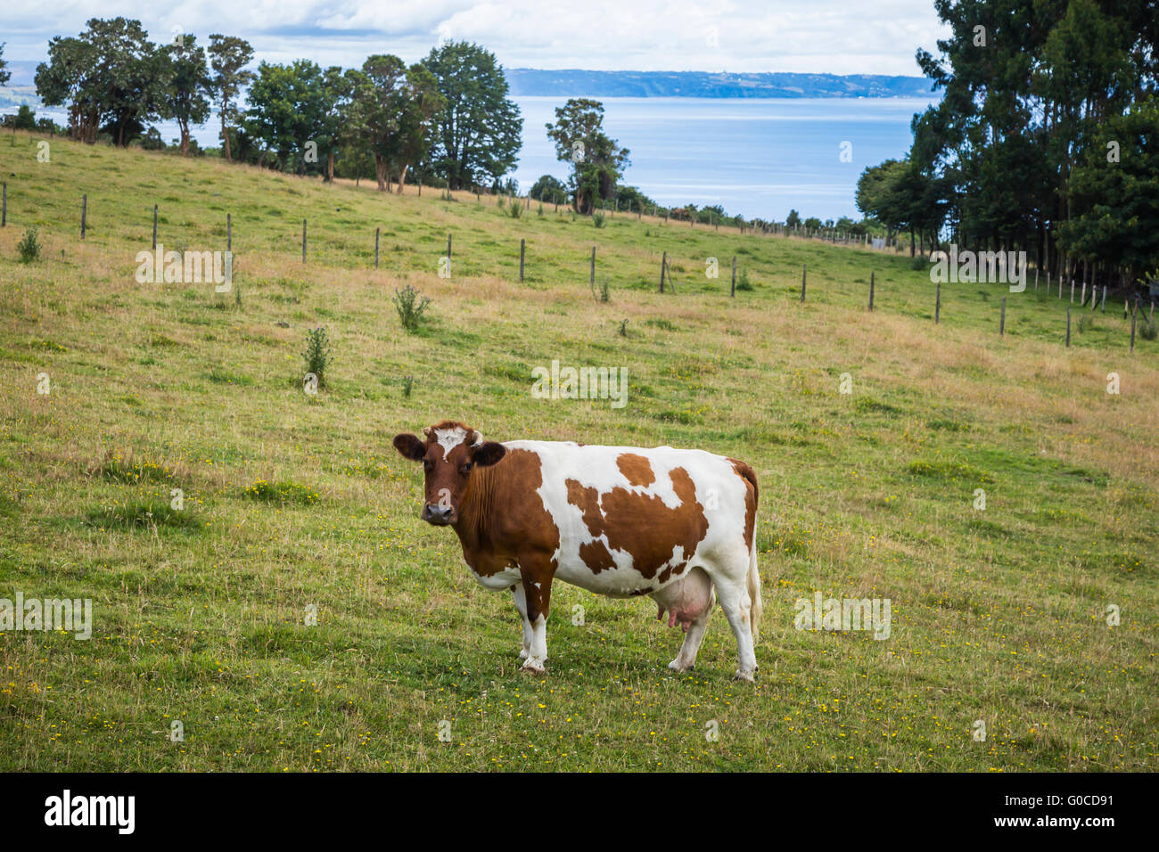 Guernsey Milchkühe auf der Weide auf Quinchao Island, Chile, Südamerika. Stockfoto