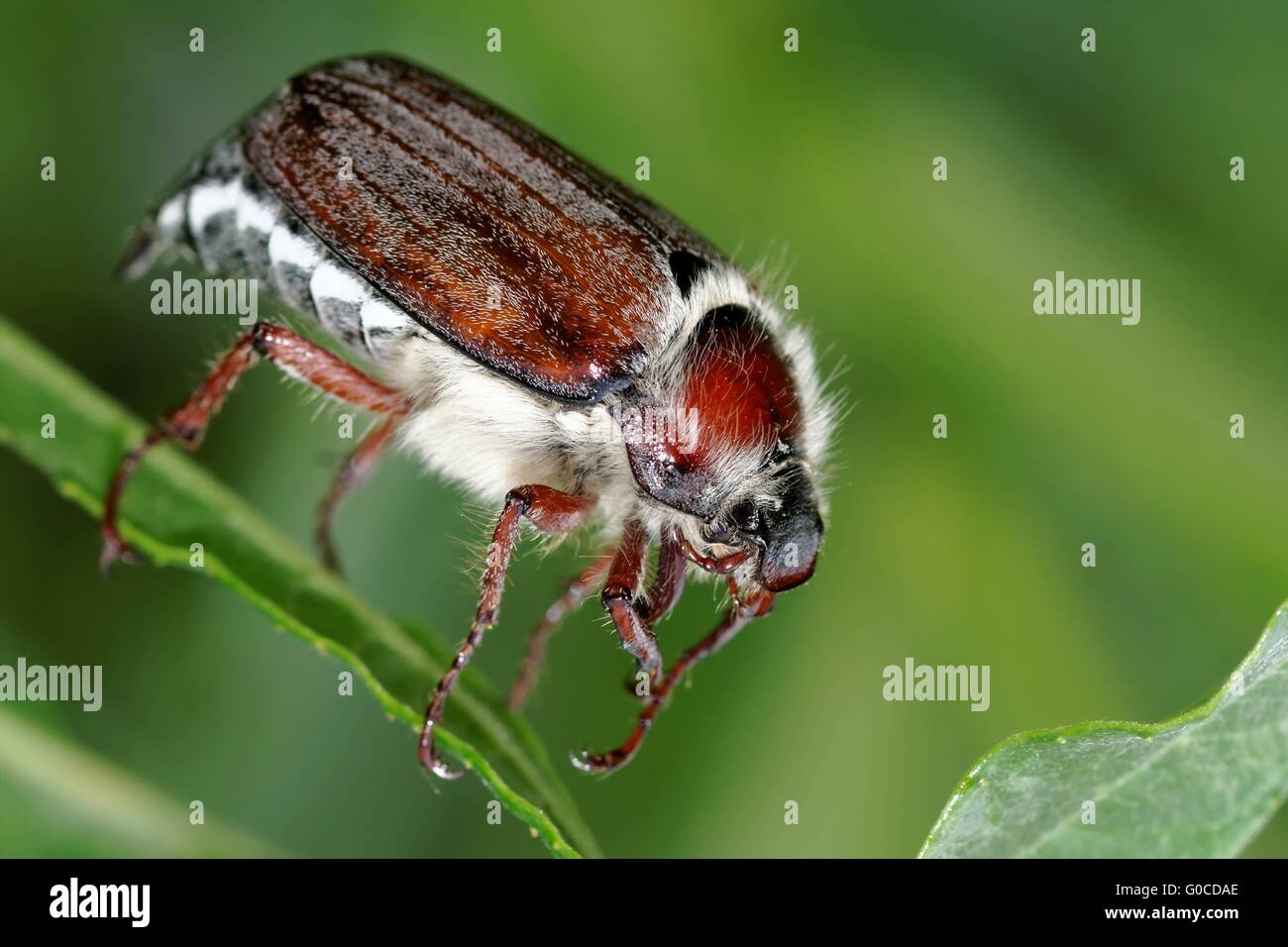 gemeinsamen Maikäfer Stockfoto