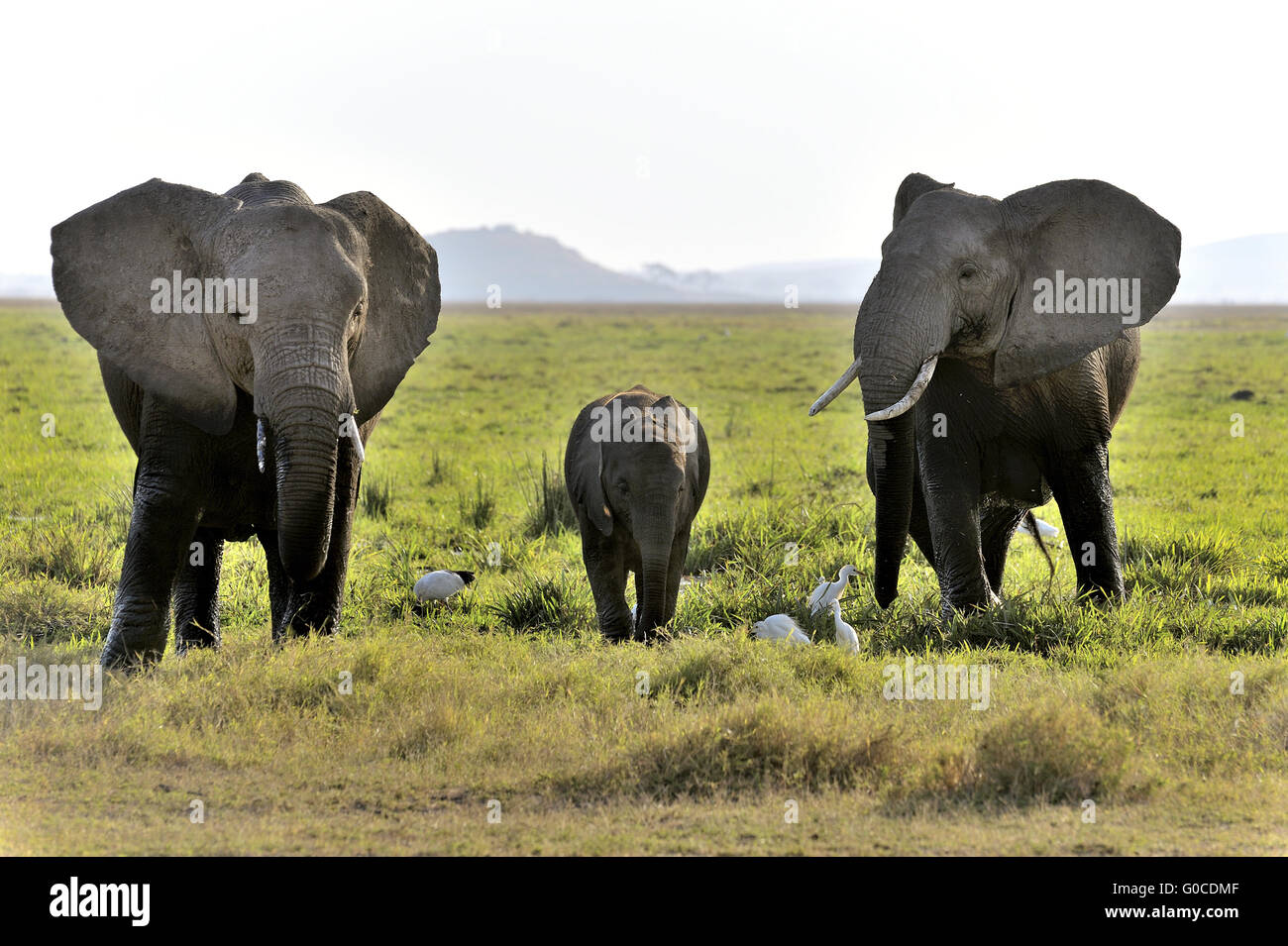 Elefanten Baden in den Sümpfen des Amboseli, Stockfoto