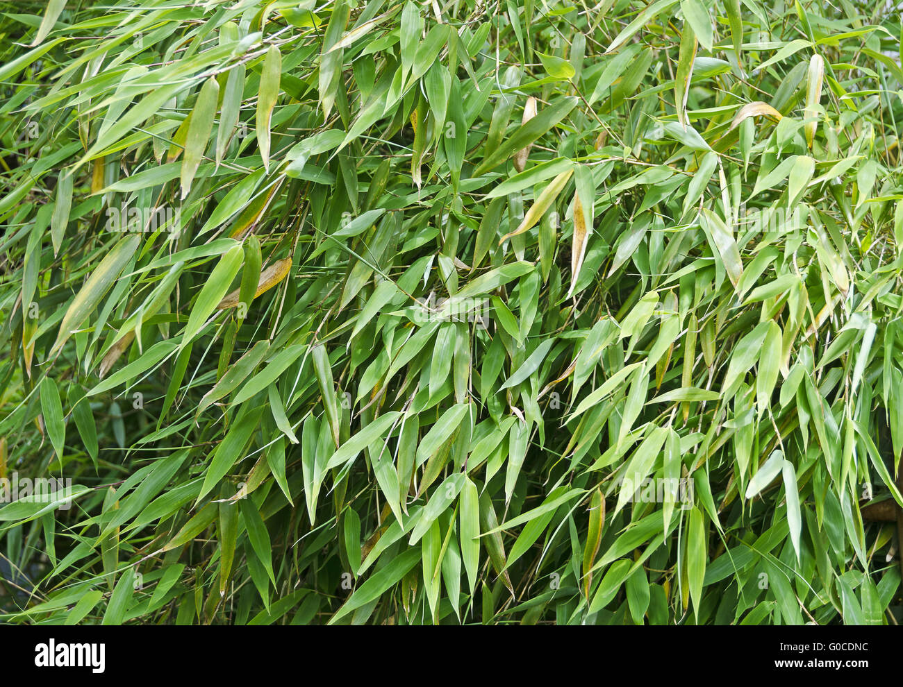 dichtes Gestrpp aus Bambus grn-leaved Strucher Stockfotografie - Alamy