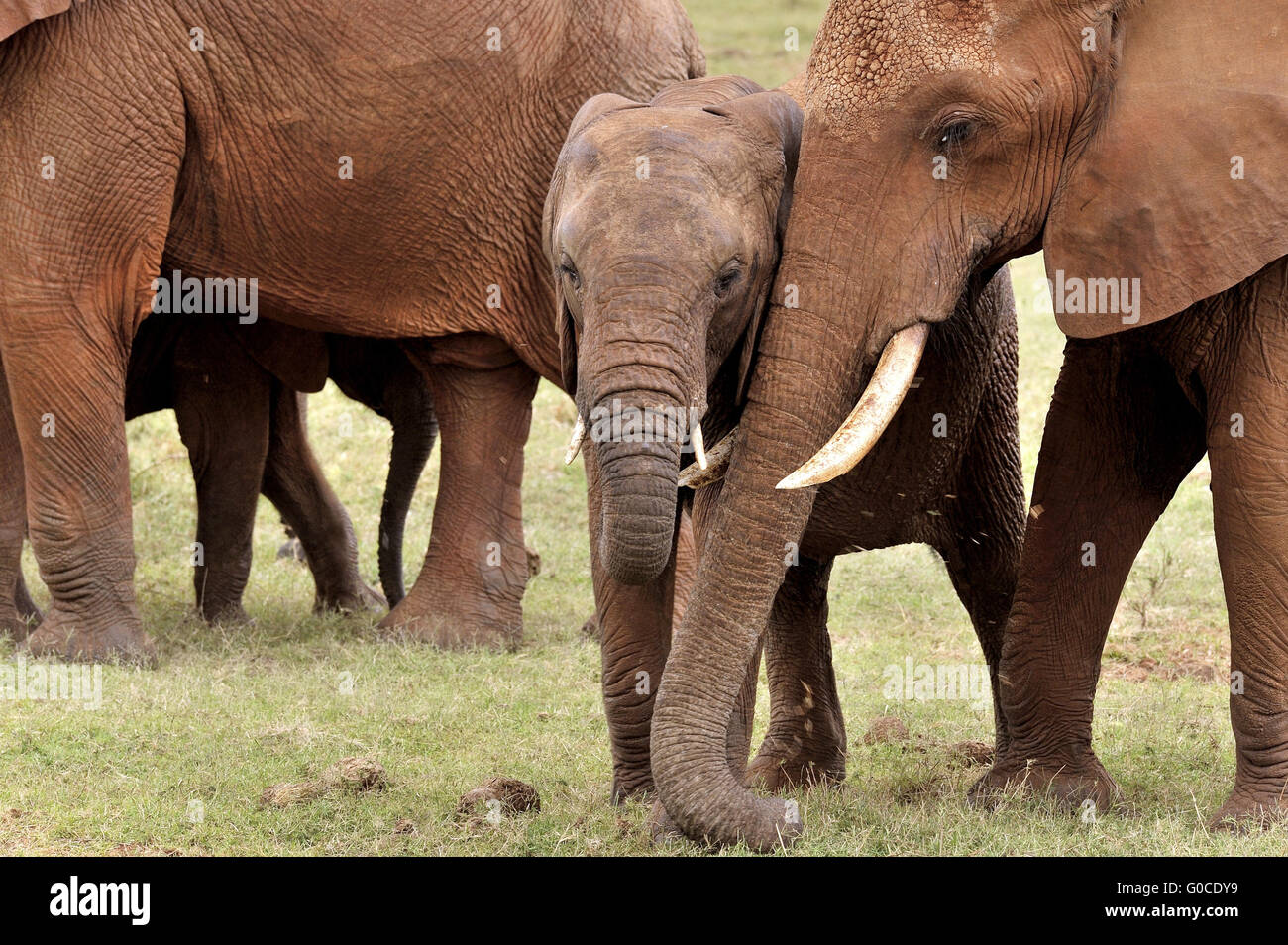 Junge Elefanten und seine Schwester mit zarten Gefühle Stockfoto