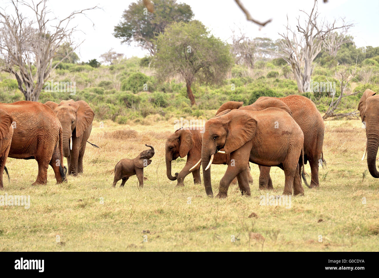 Sehr junge Elefanten Herumspielen mit seiner F Stockfoto