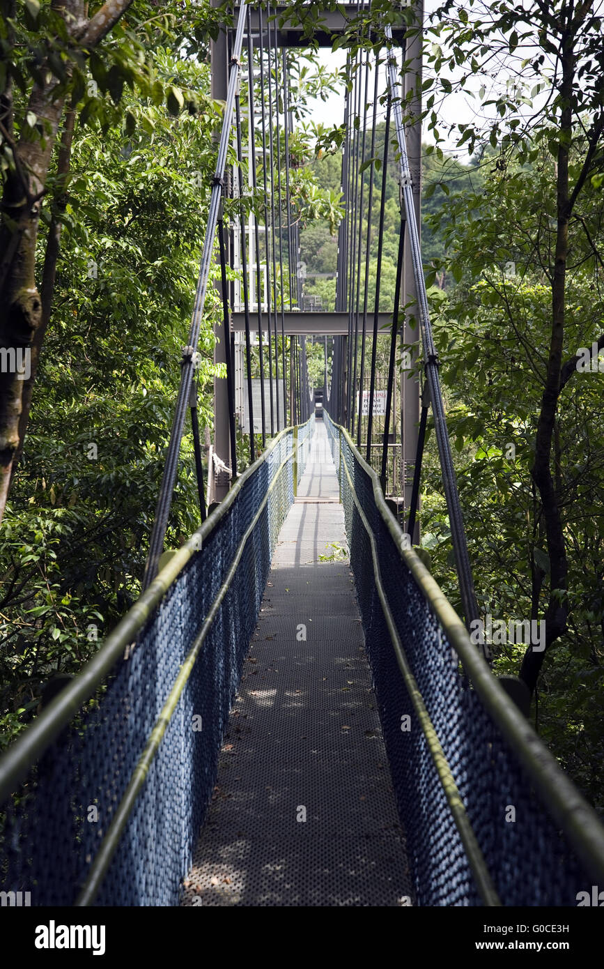 Canopy Walk Stockfoto