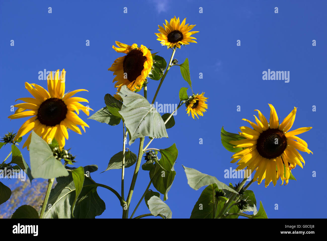 Sonnenblumen 010 Stockfoto