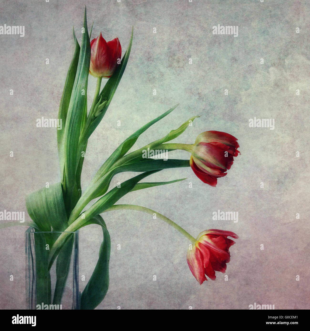 Stillleben mit Tulpen Stockfoto