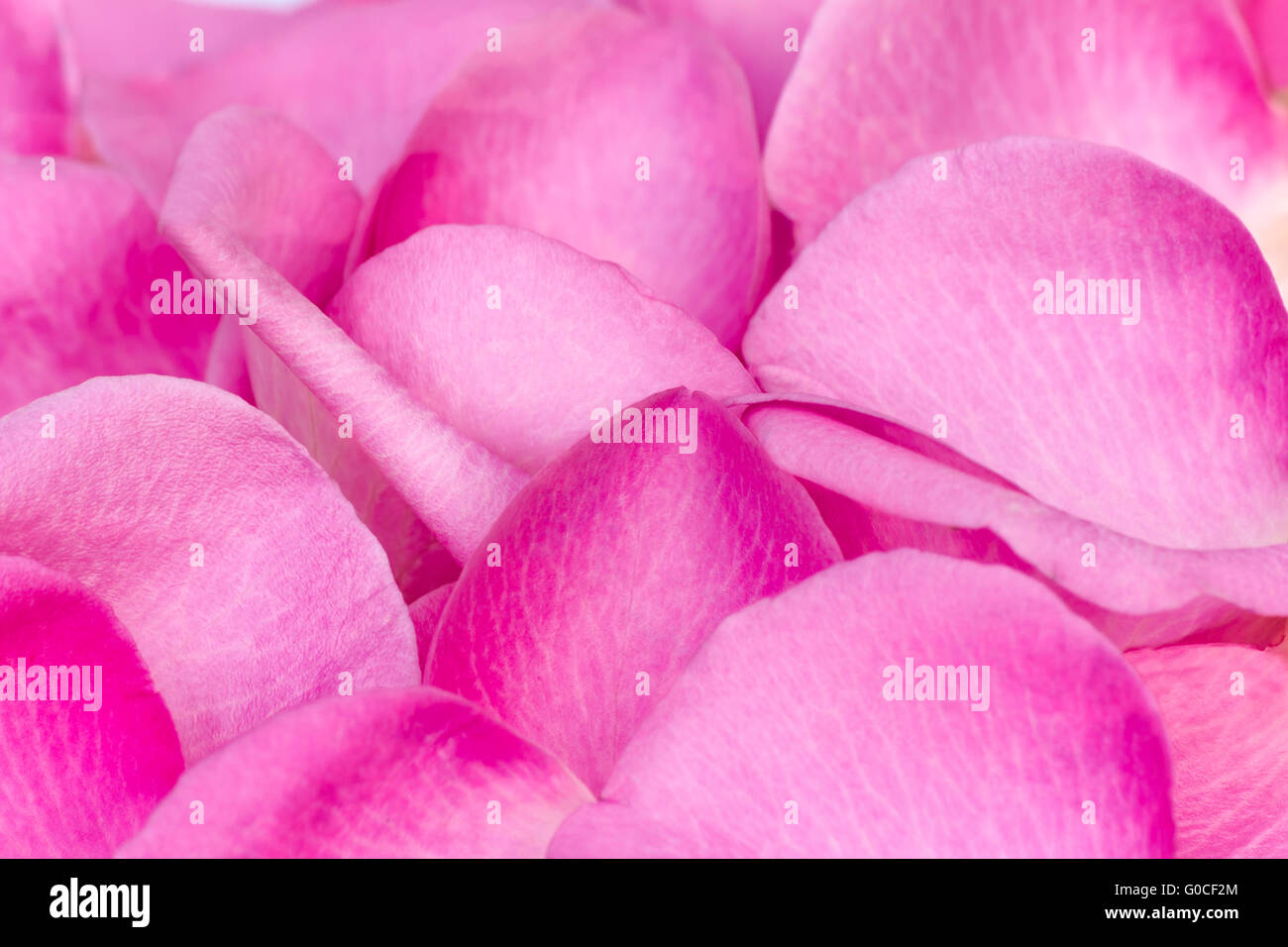 Rosenblätter in eine große Menge (der Hintergrund im Stockfoto