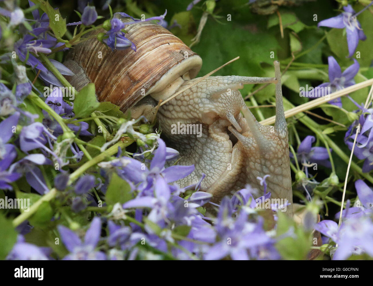 Essbare Schnecken Helix Pomatia Stockfoto