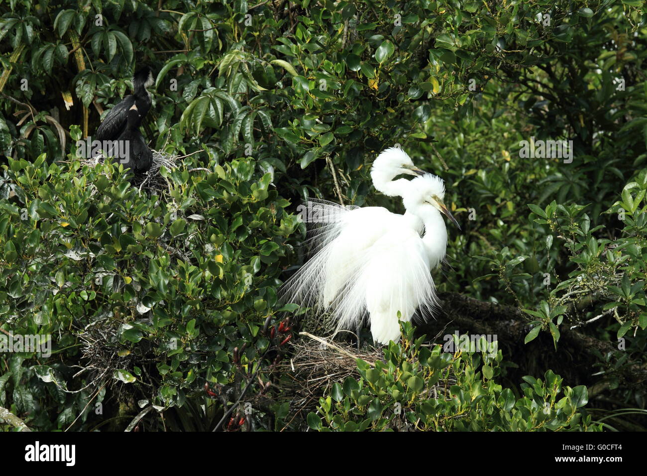 Reiher-Kolonie bei Whataroa New Zealand Stockfoto