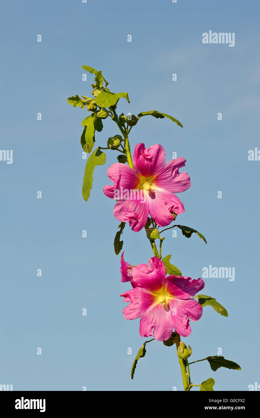 Lila Blume in der Sonne vor blauem Himmel Stockfoto