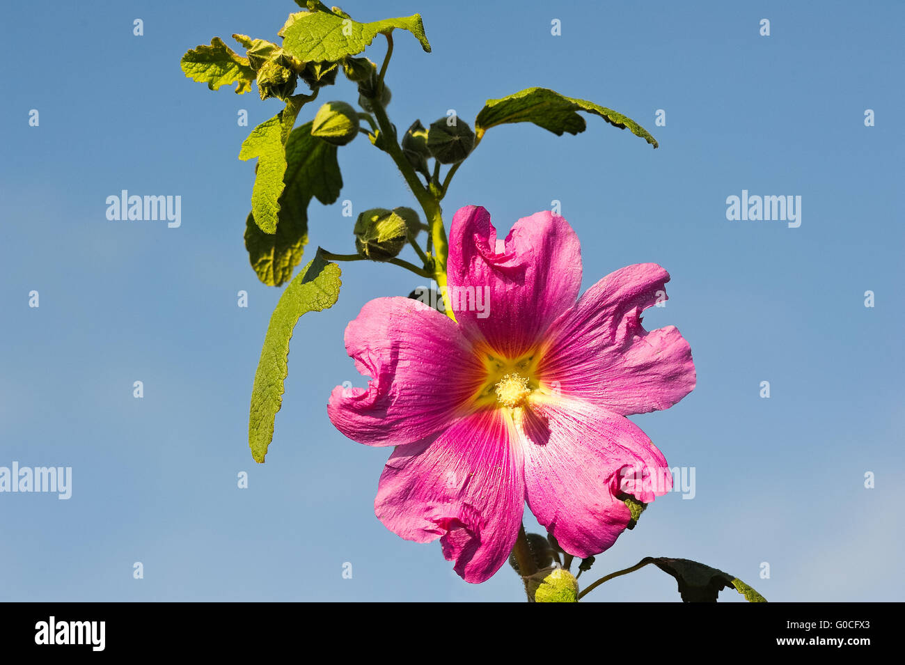 Lila Blume in der Sonne vor blauem Himmel Stockfoto