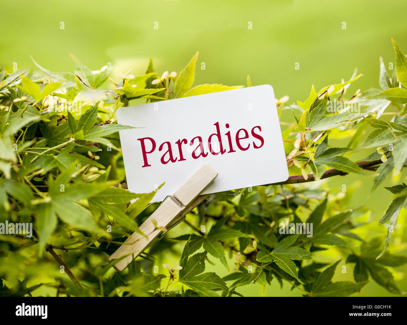 Das Wort "Paradies" in einem Fan-Ahorn-Baum Stockfoto