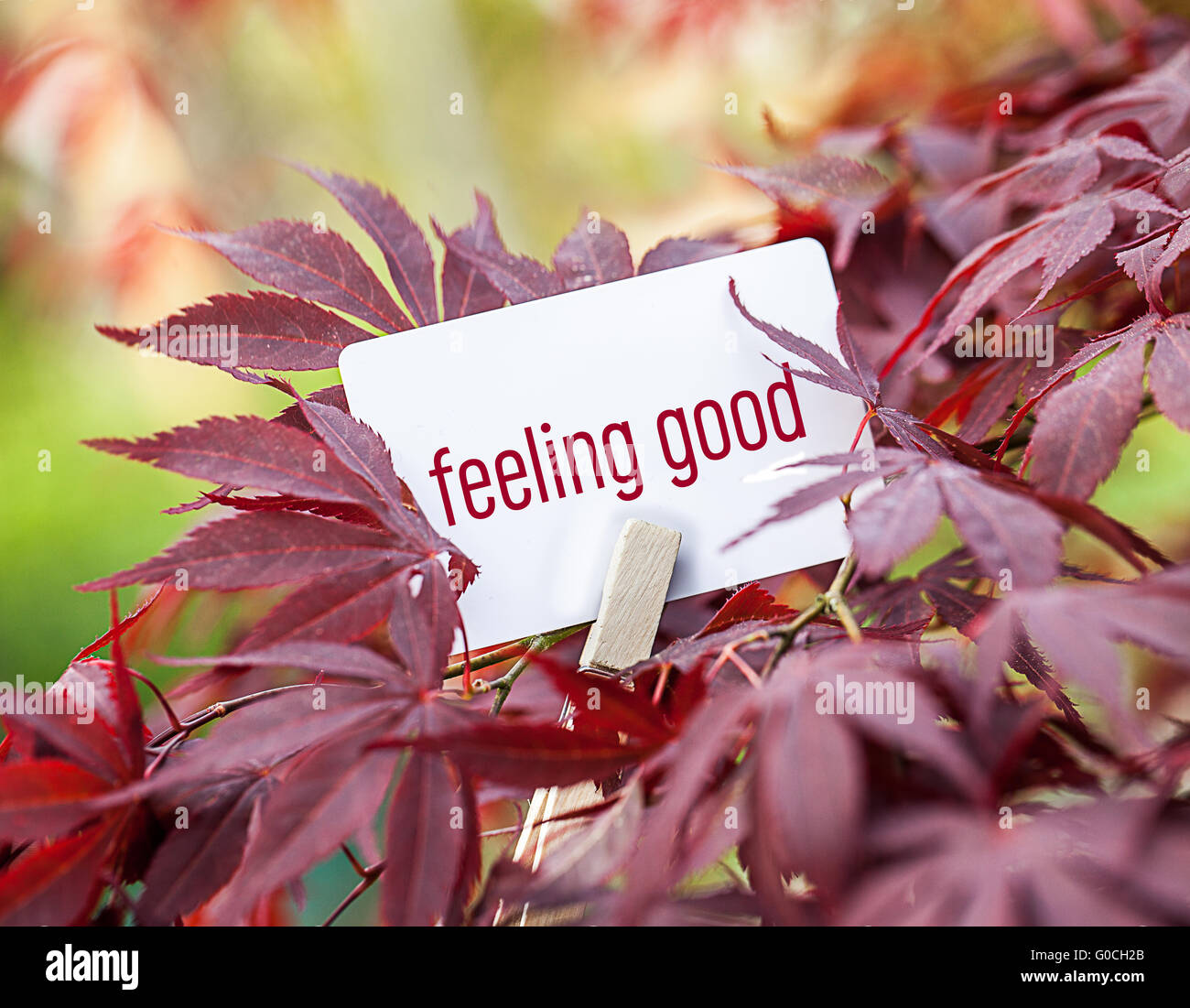 Das Wort "Wohlfühlen in einem Fan-Ahorn-Baum Stockfoto