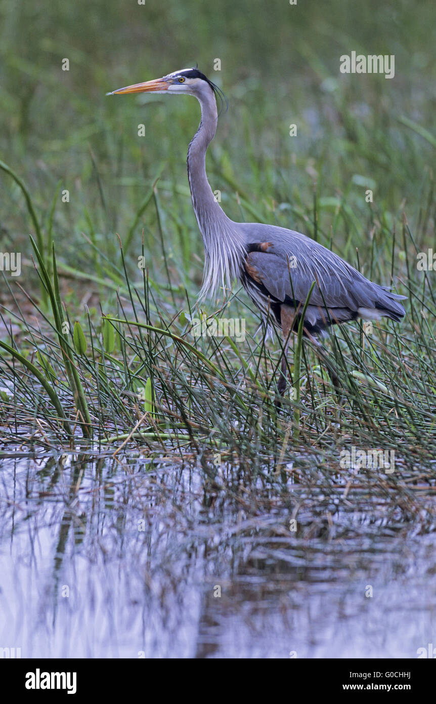 Great Blue Heron in nuptial Gefieder Stockfoto