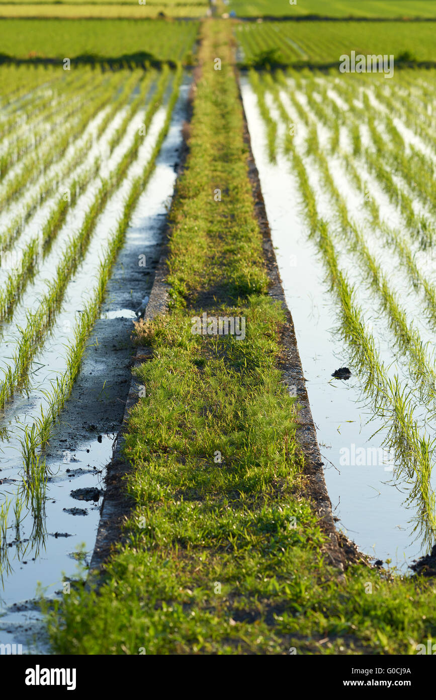 Ein schmaler Fußweg zwischen zwei Feldern neu angepflanzten Reis mit Wasser gefüllt. Stockfoto