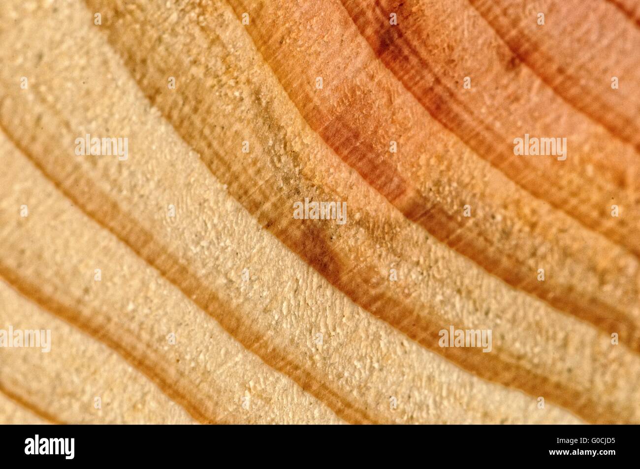 im Laufe der Jahre gewachsen Stockfoto