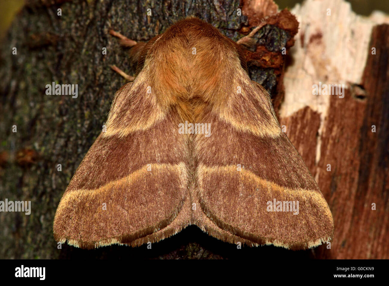 Die Lakai Moth (Malacosoma Neustrien) von oben. Unverwechselbare Falter in der Familie Lasiocampidae, in Ruhe Stockfoto