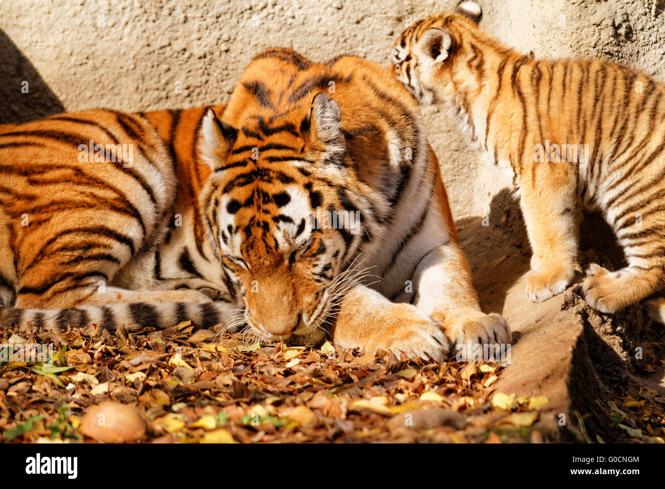 Die Tiger-Mama im Zoo mit ihrem Tiger Cub - sonnige Foto Stockfoto