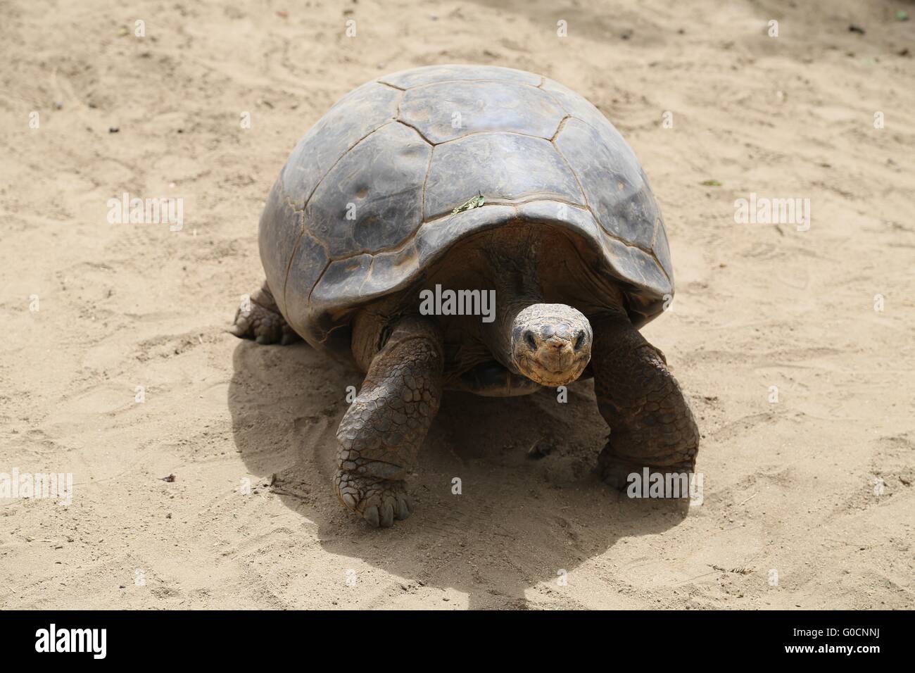 Schildkröte Stockfoto