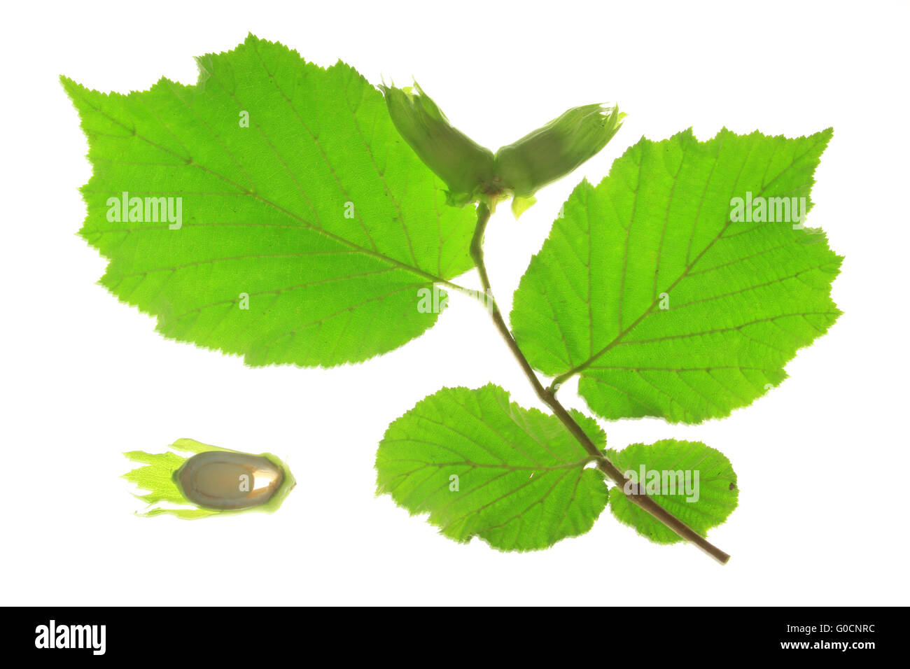 Kleiner Zweig des Baumes Hasel (Corylus Avellana) Stockfoto
