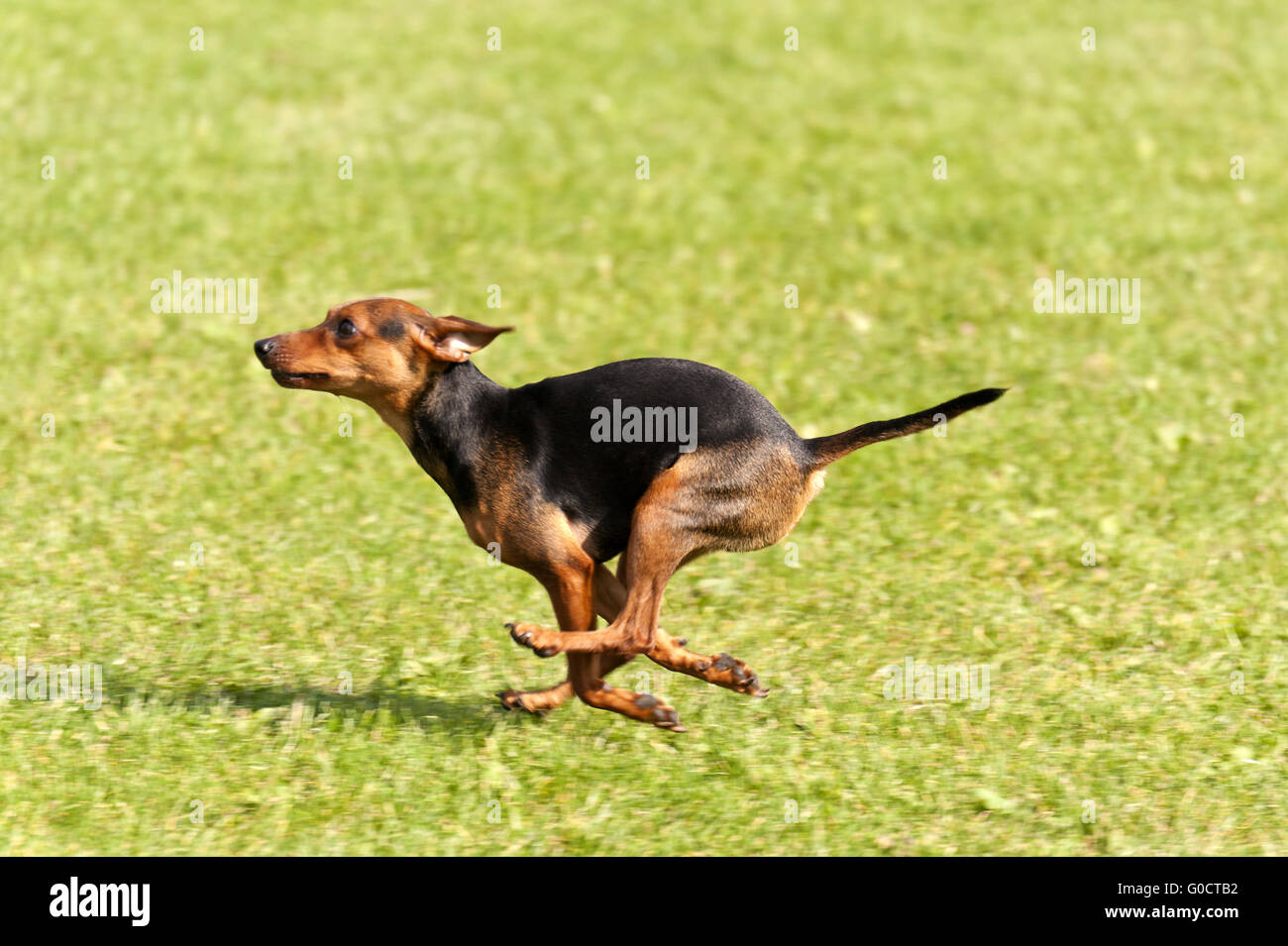 Hunderennen Stockfoto