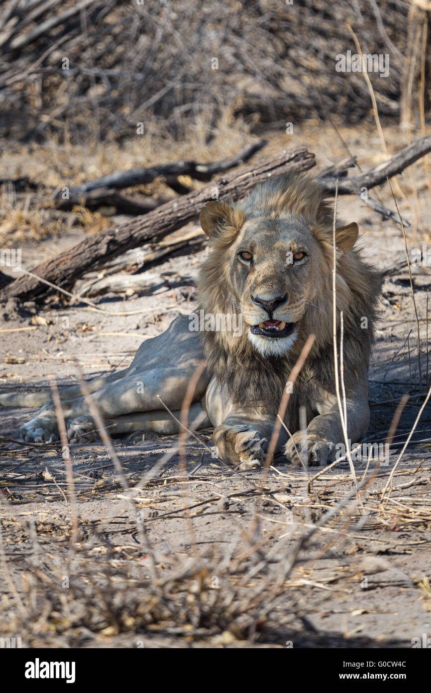 Junge Südwesten Afrikas männlicher Löwe Lockerung im Morgenlicht. Etosha Nationalpark, Namibia, Afrika. Stockfoto