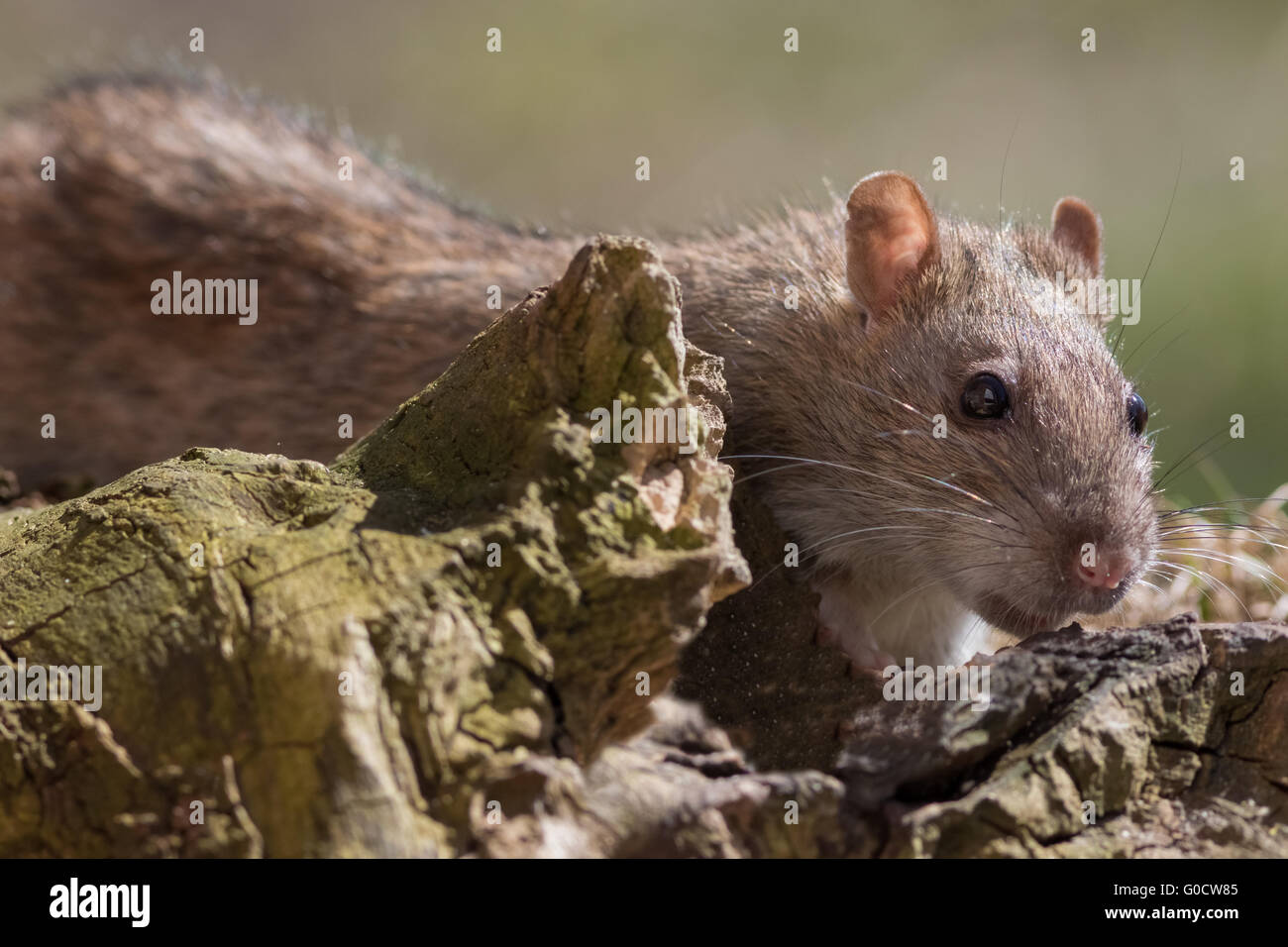 Ratte auf Nahrungssuche Stockfoto
