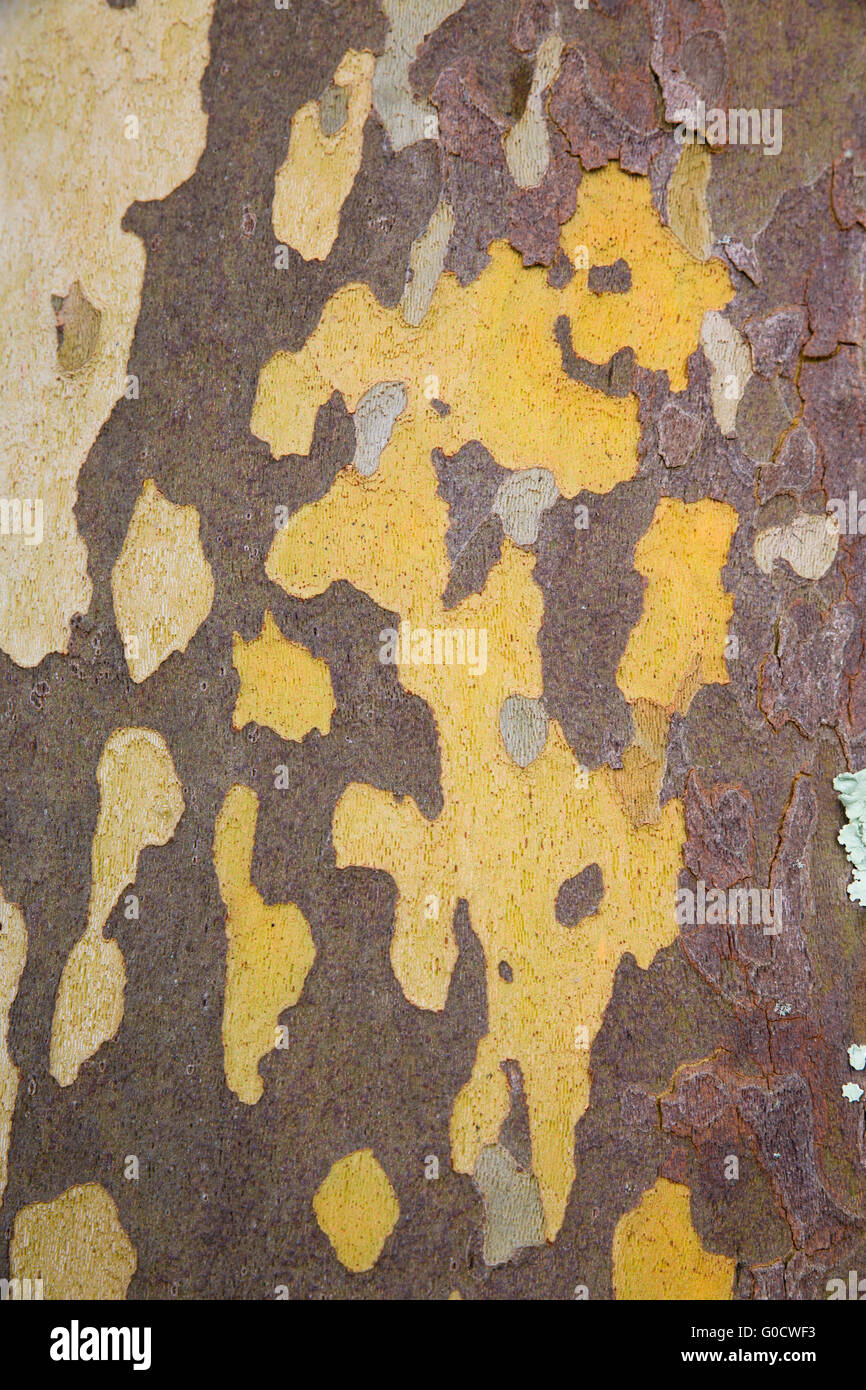 London-Platane; Platanus × Acerifolia; Detail der Rinde; UK Stockfoto