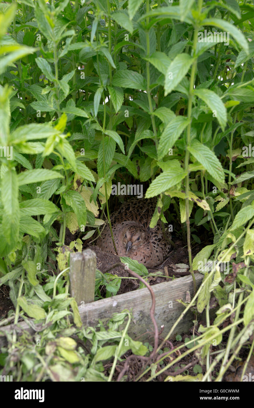 Fasan; Phasianus Colchicus einzelne Henne im Nest Cornwall; UK Stockfoto