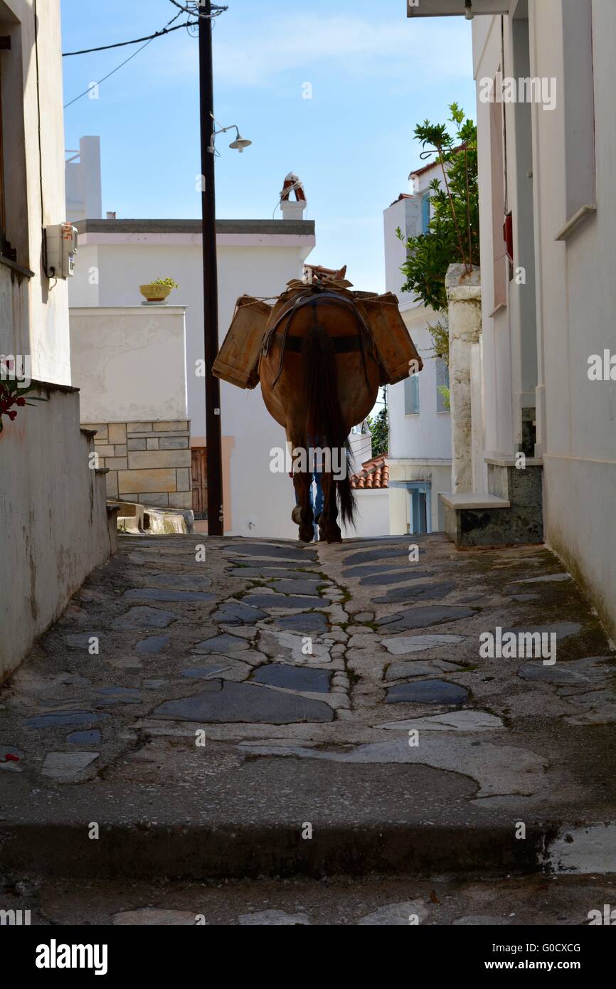 Esel zu Fuß entlang einer Straße in Skopelos Griechenland Stockfoto