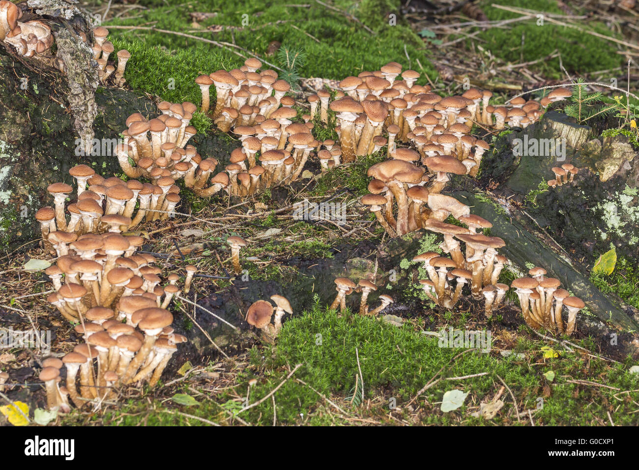 Honig-Pilz (Armillaria) niedriger Sachsen, Deutschland Stockfoto