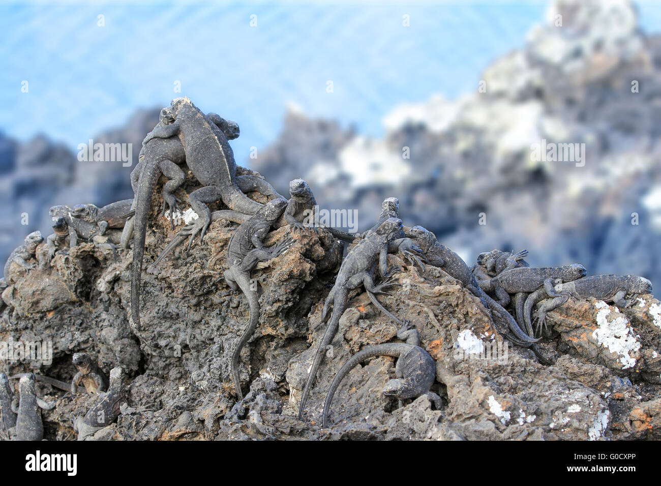 Gruppe von Galapagos Leguane nehmen ein Sonnenbad auf einem Felsen. Zwei auf dem Gipfel des Felsens umarmen sich wie Freunde. Stockfoto