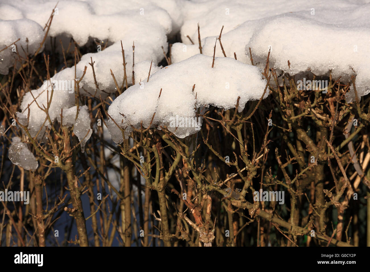 Schnee auf Gebüsch Stockfoto