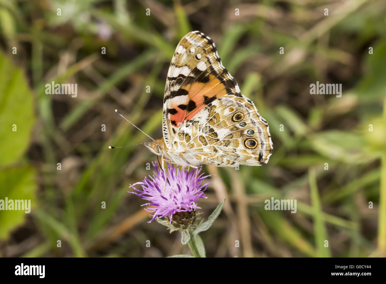 Vanessa Cardui, Distelfalter Schmetterling, Deutschland Stockfoto