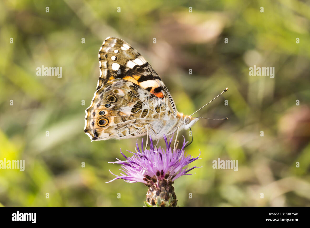 Vanessa Cardui, Distelfalter Schmetterling, Deutschland Stockfoto