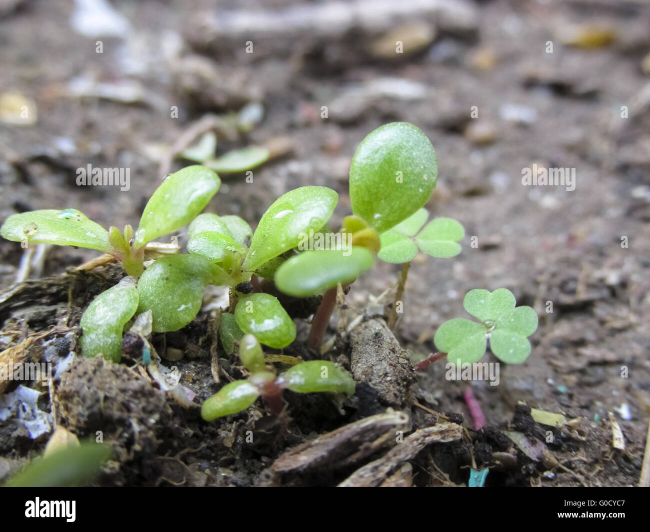 Neues Leben in frisch gekeimte Sämling Stockfoto