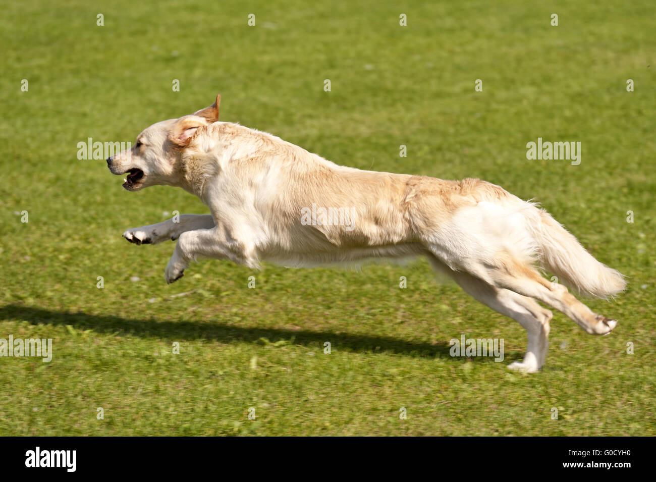 Hunderennen Stockfoto