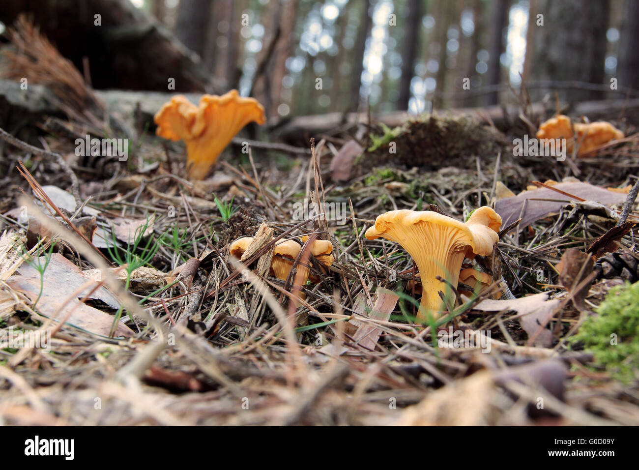 chanterelle 3 Focus Gruppe nach vorne Stockfoto