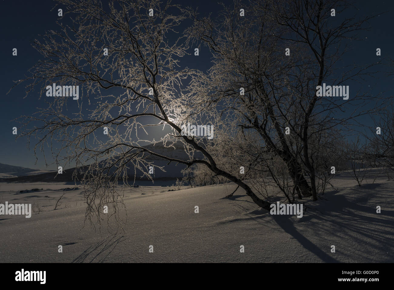 Raureif bedeckt Birken im Mondlicht, Lappland Stockfoto