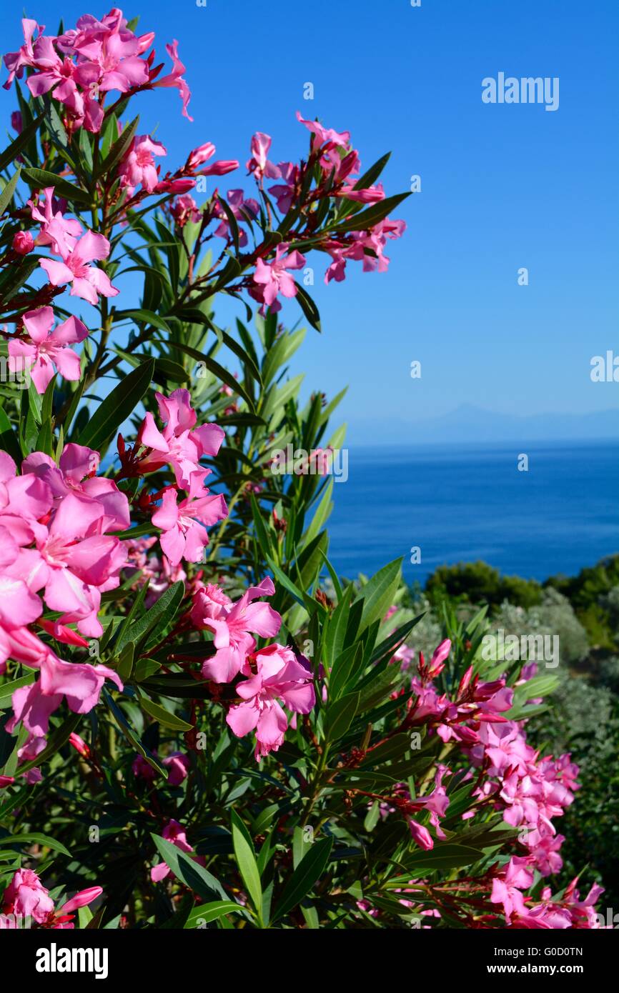 Rhododendron-Busch auf der Insel Skopelos Griechenland Stockfoto