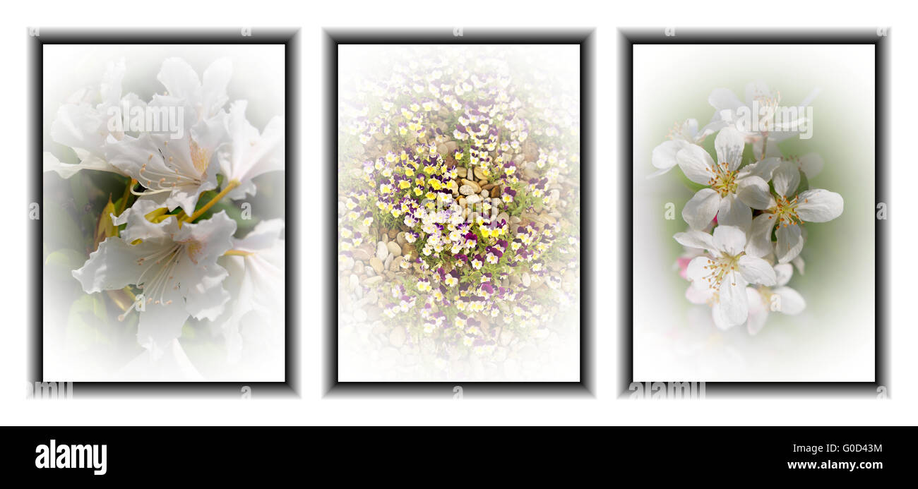 Triptychon Blumen Stockfoto